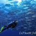 jack_bigeye_dar_h_0054_ecu0823.jpg